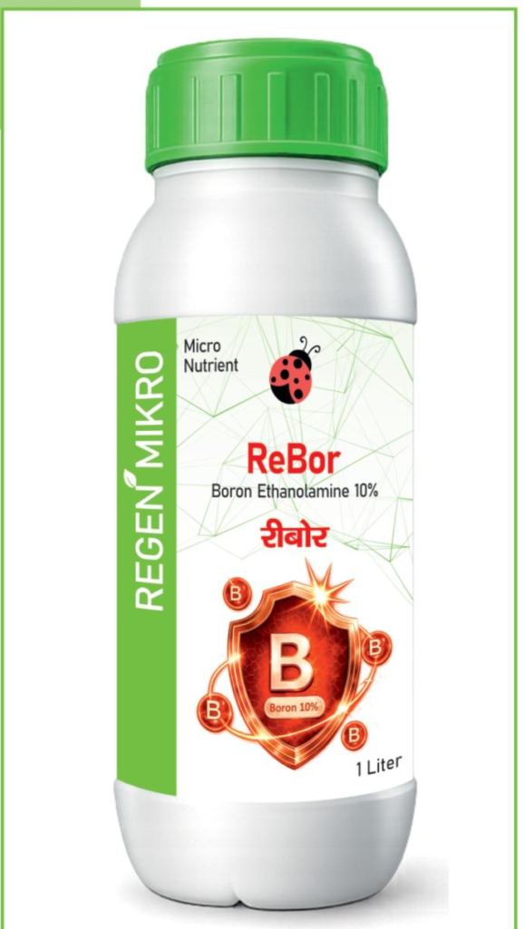 ReBor